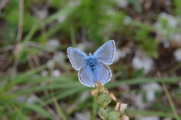 Polyommatus  thersites ?    No, Polyommatus dorylas